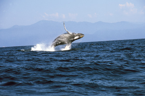humpback whale watching banderas bay puerto vallarta mexico
