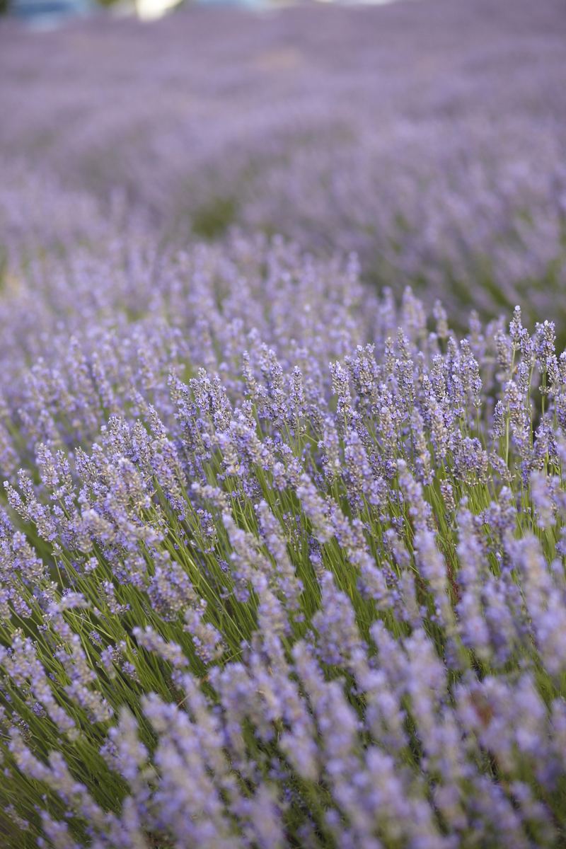 Real Wedding by Blumenthal Photography feat on Wedding Inspirasi   Chris & Lauren, Sault, Vic, Australia. Style   destination weddings, outdoor, elegant, romantic, lavender farm (61)